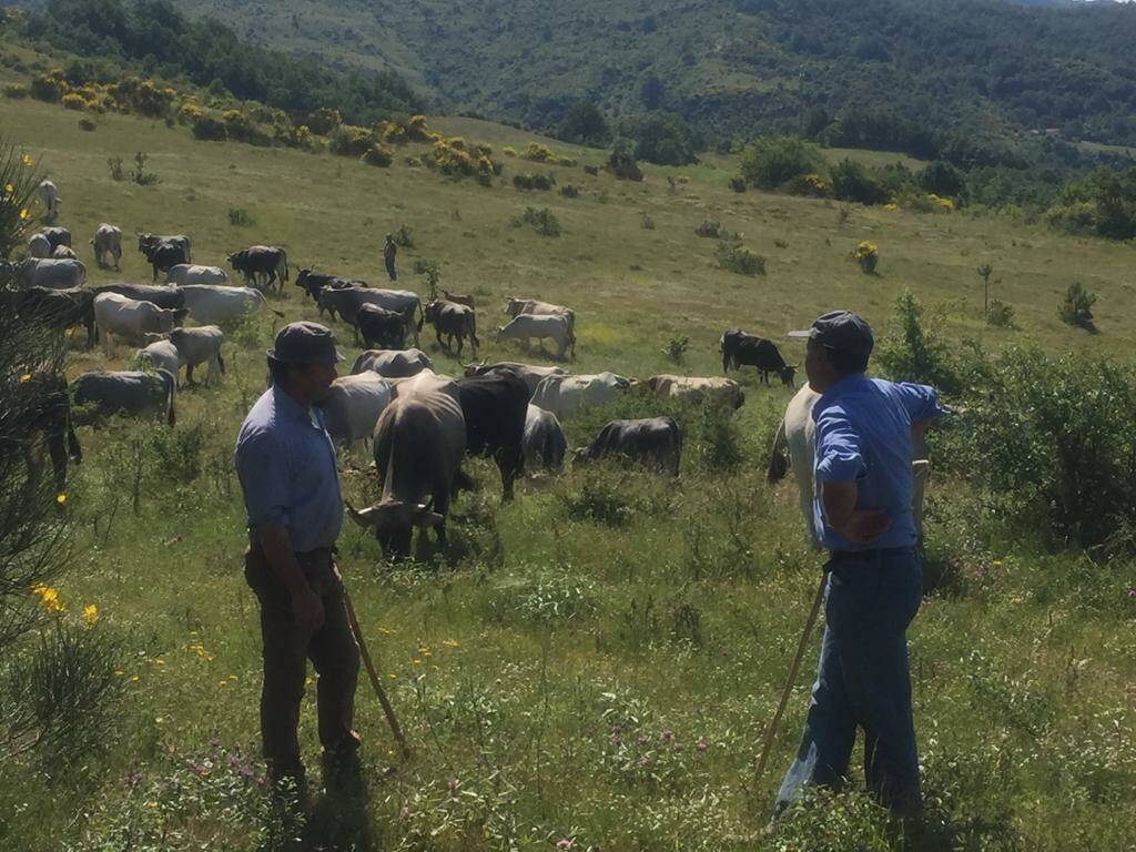 La transumanza protagonista a Laurenzana