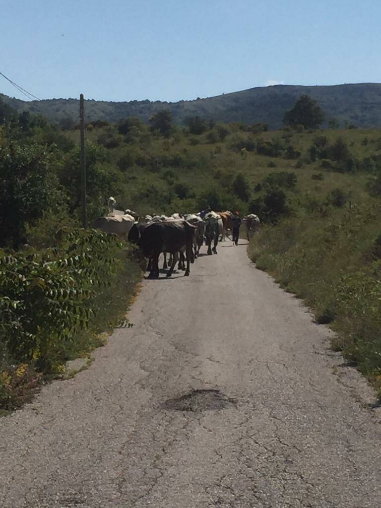 La transumanza protagonista a Laurenzana