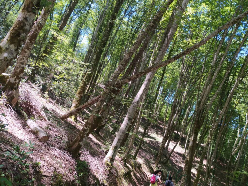 Natura ferita, l’amara scoperta di una comitiva di ragazzi in un bosco del Potentino