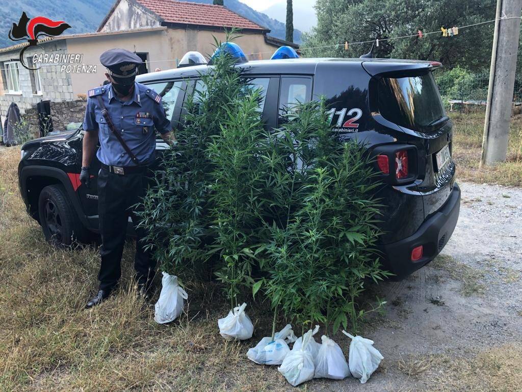 Piante di cannabis sequestrate dai carabinieri