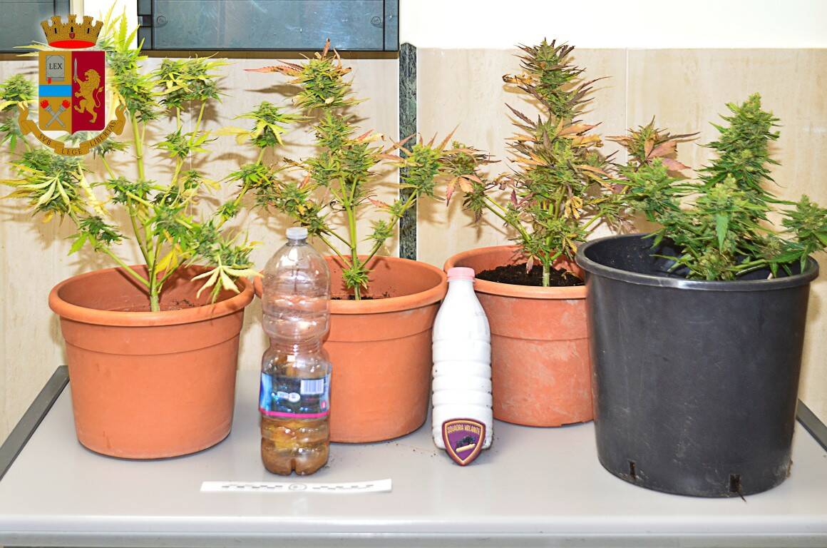 Matera, polizia scopre piante di marijuana e sventa un furto