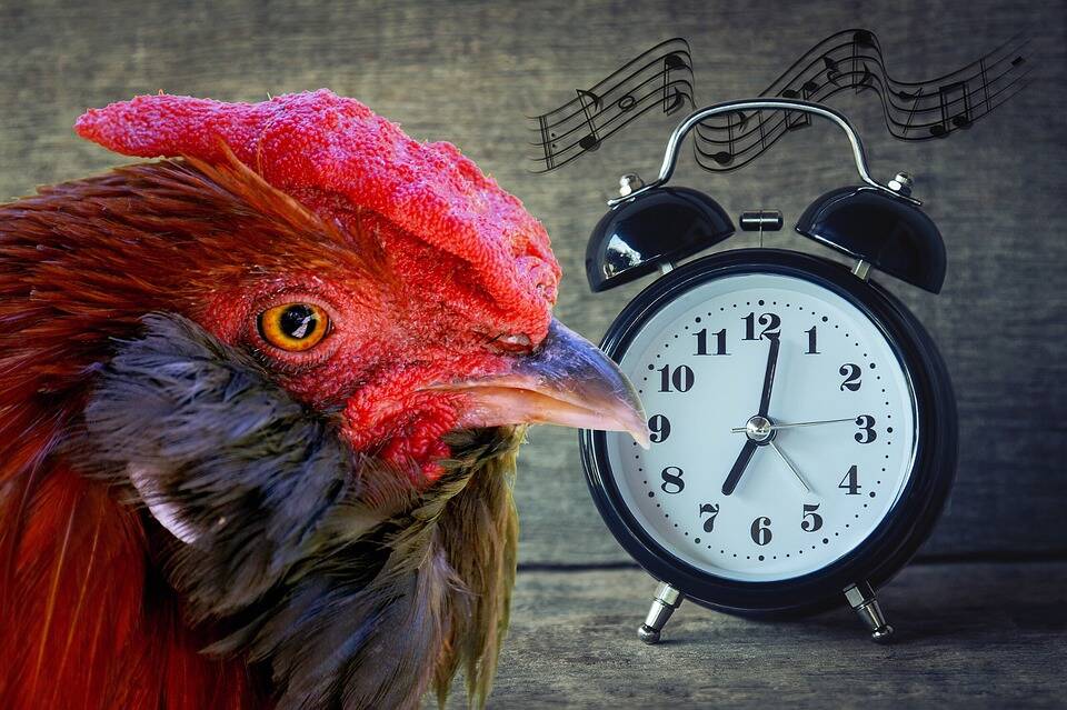 Il gallo canta all’alba, multa da 166 euro al padrone