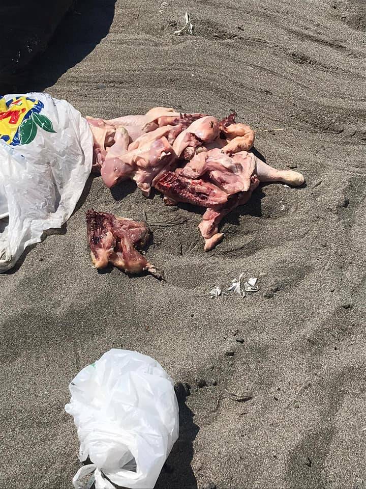 Carne buttata e rifiuti abbandonati: scempio sulla spiaggia di Nova Siri dopo la notte di San Lorenzo