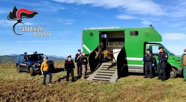 Potenza. Cervo ferito, soccorso e curato grazie ai Carabinieri: ora è libero