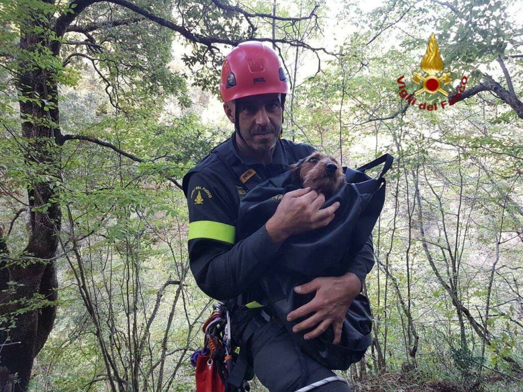 Scivola in un dirupo, cane salvato dai vigili del fuoco nel potentino