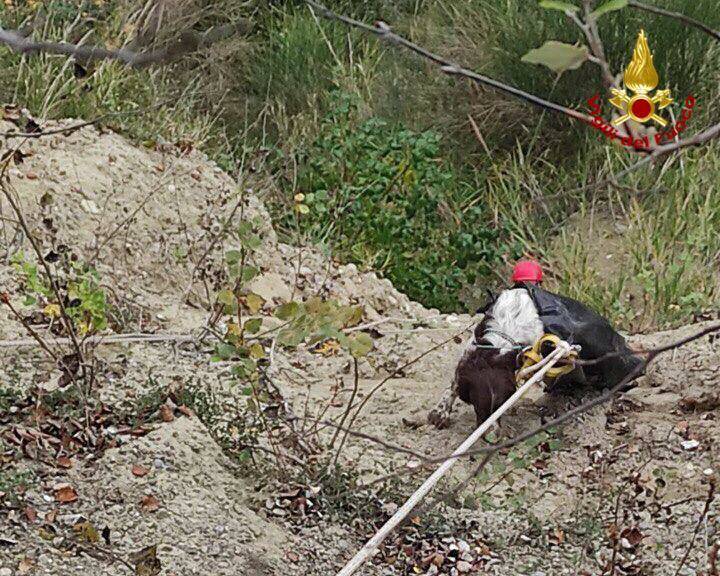 Cani caduti in un burrone, salvati dai vigili del fuoco a Roccanova