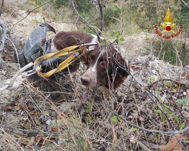 Cani caduti in un burrone, salvati dai vigili del fuoco a Roccanova