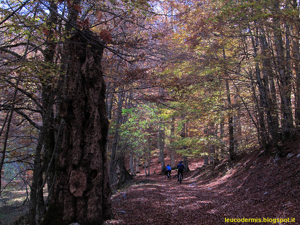Asfalto nel Parco del Pollino, a rischio itinerari escursionistici in aree ambientali di pregio