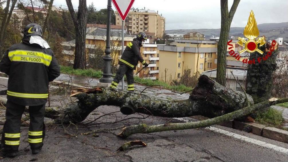 Maltempo, albero cade su auto in transito: tragedia sfiorata a Potenza