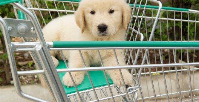 Aumentano i furti dei cani dai supermercati