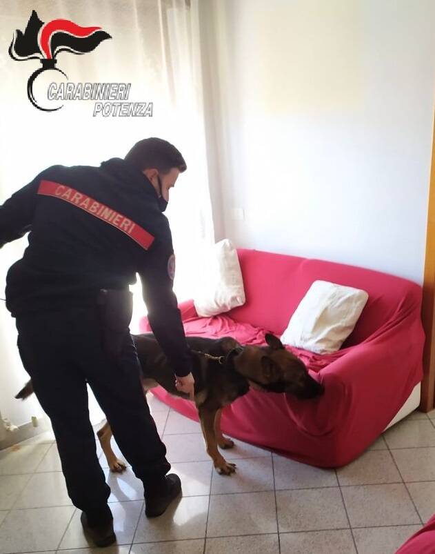 Sorpreso in casa con droga e materiale esplodente: arrestato dai Carabinieri a Francavilla in Sinni