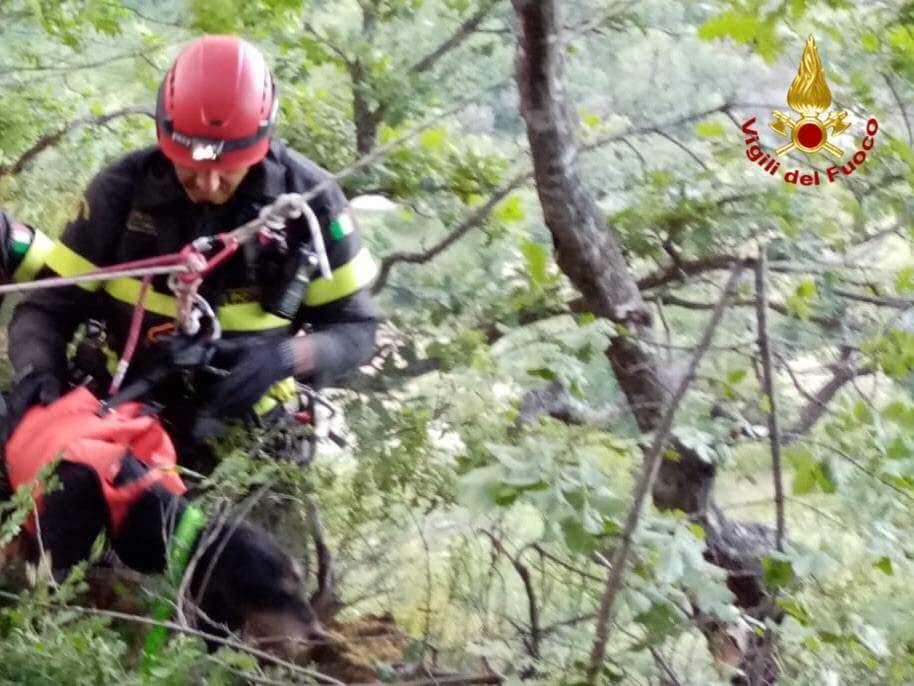 Cane cade in un dirupo, tratto in salvo dai vigili del fuoco a Castronuovo Sant’Andrea