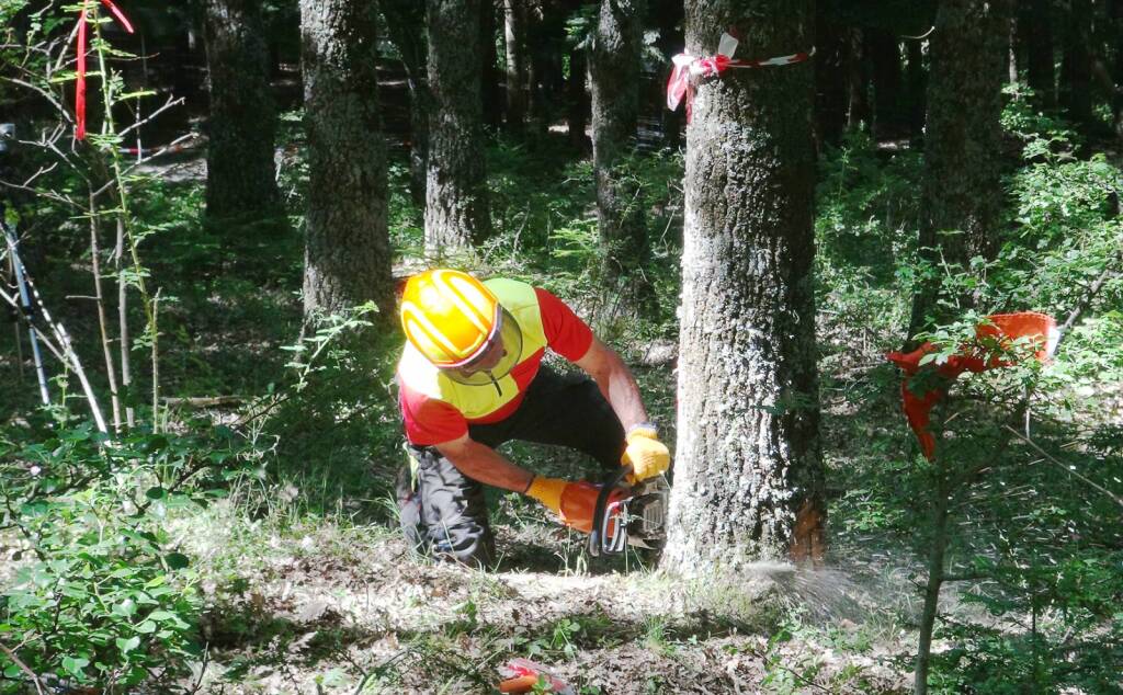 Forestazione, al via tutti i cantieri in Basilicata