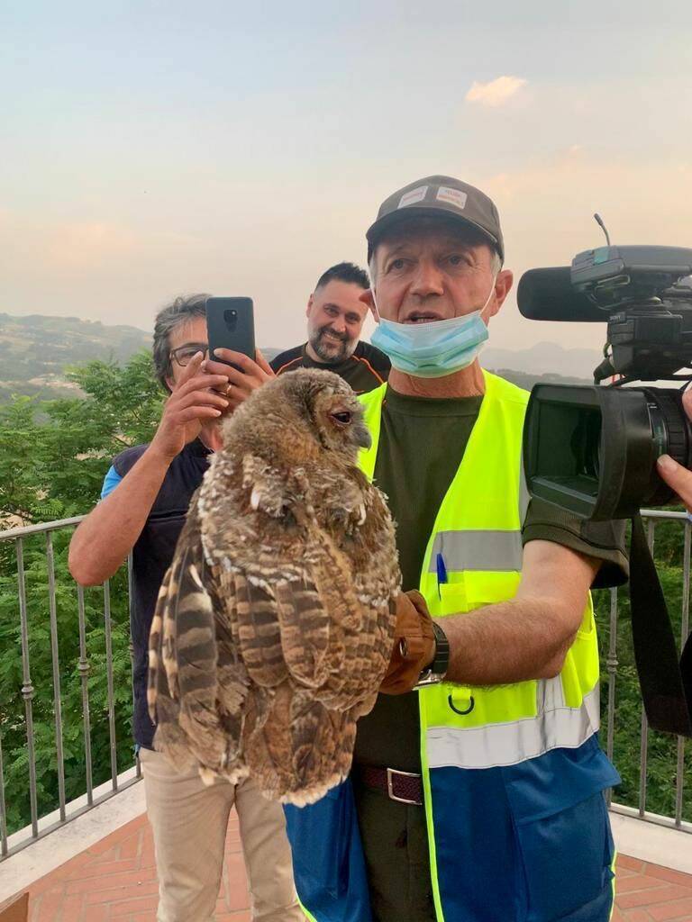 Piccolo rapace caduto dal nido riprende il volo dopo le cure