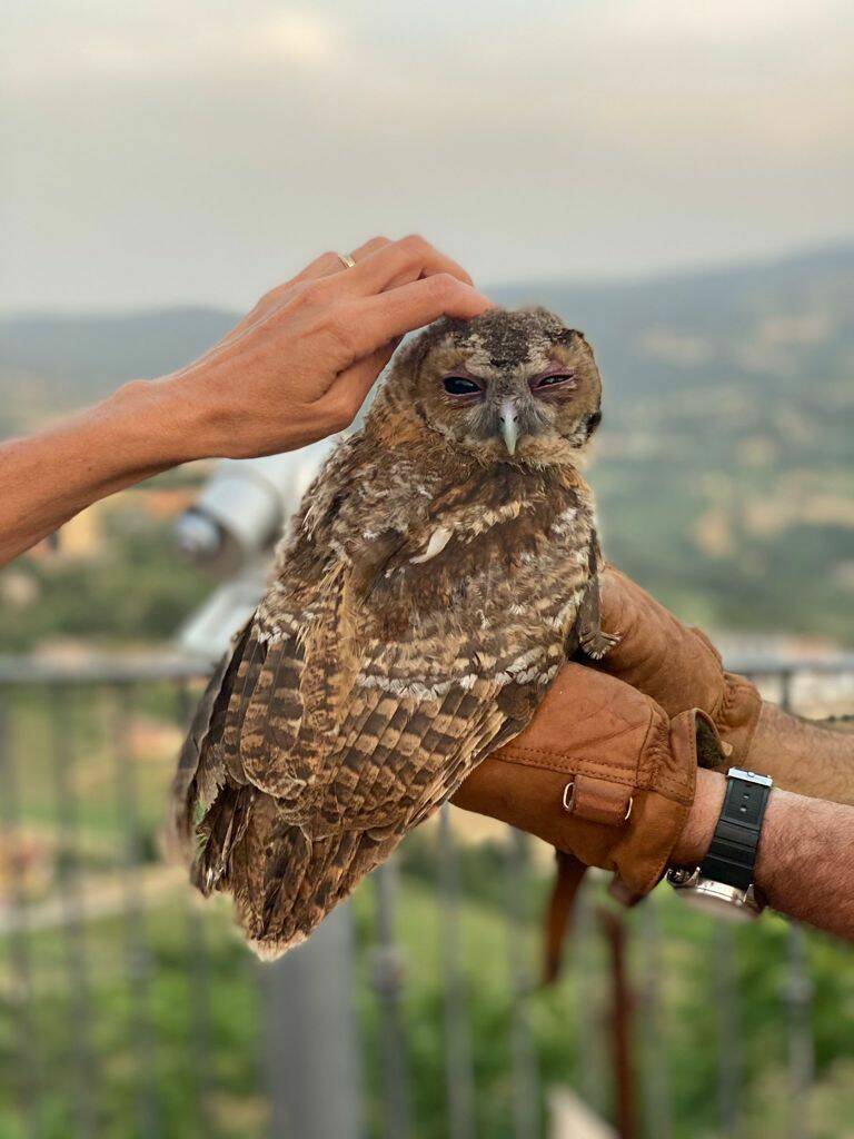 Piccolo rapace caduto dal nido riprende il volo dopo le cure