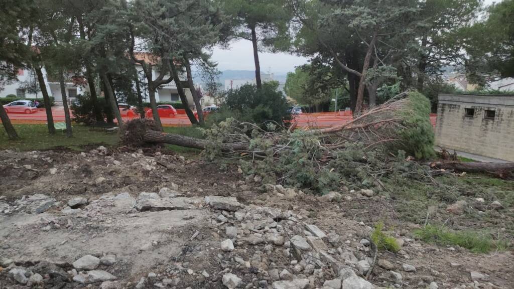 Legambiente: “A Matera gli alberi sono considerati un problema”