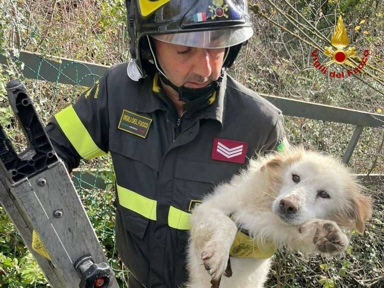 Cane in un fossato a Potenza, stremato e malnutrito viene messo in salvo dai vigili del fuoco