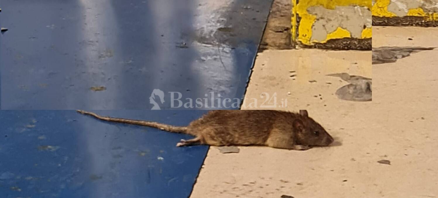 Topi in fabbrica alla Stellantis di Melfi