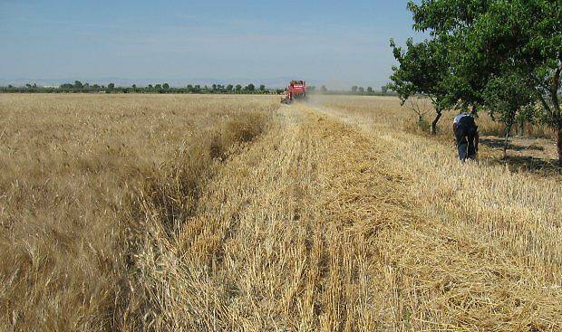 Cerealicoltori lucani reclamano il “giusto prezzo” per il raccolto