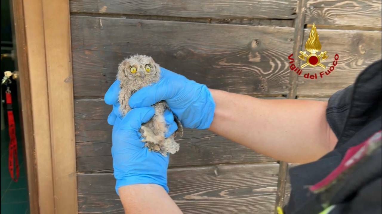 Due piccoli rapaci salvati dai vigili del fuoco di Melfi