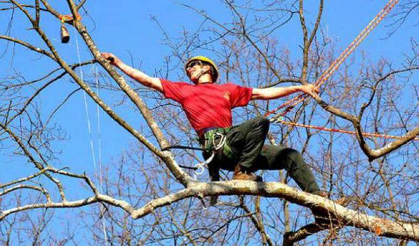 Nel Parco Naturale Regionale del Vulture, ritorna il Tree Climbing