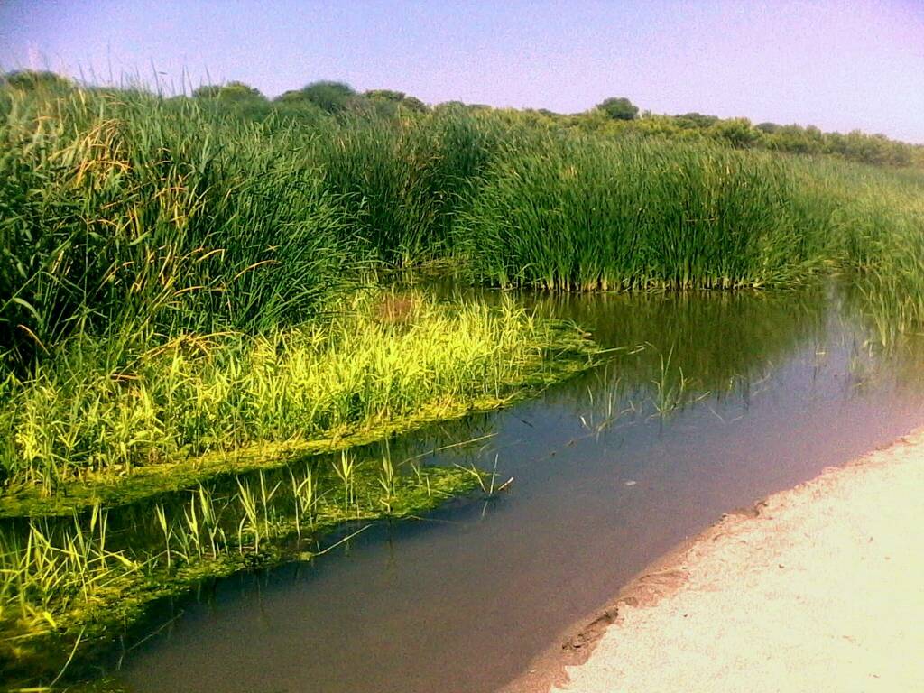 Riserva Bosco Pantano di Policoro: “cattiva manutenzione dei canali artificiali”