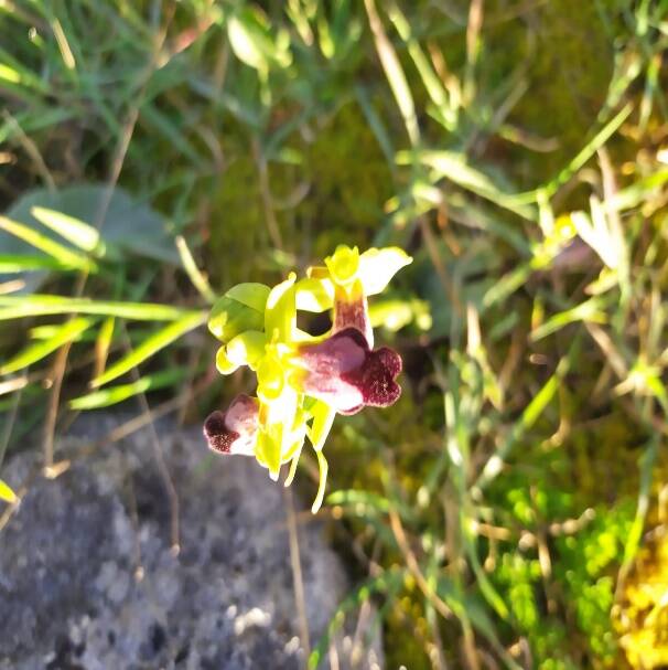 Orchidea spontanea della Murgia