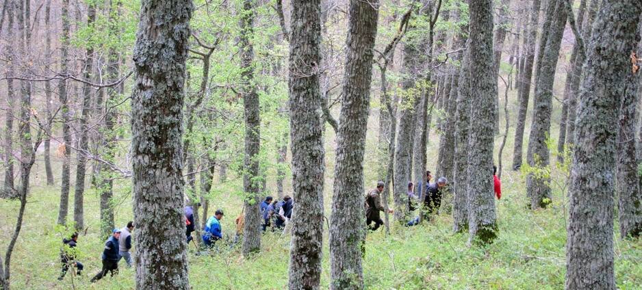 Riti arborei, ad Accettura è il momento di scegliere il Maggio