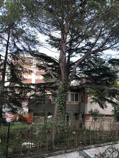 Taglio alberi Matera, via Lazzazzera