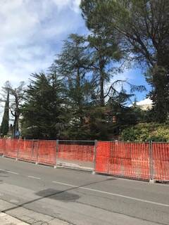 Matera, Legambiente: Basta tagliare alberi in modo indiscriminato