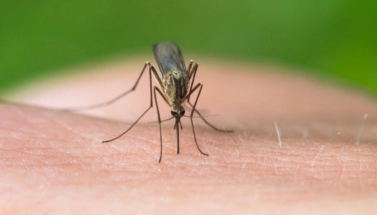 Febbre dengue, circolare del Ministero alle Regioni: “implementare bonifiche e sorveglianza”