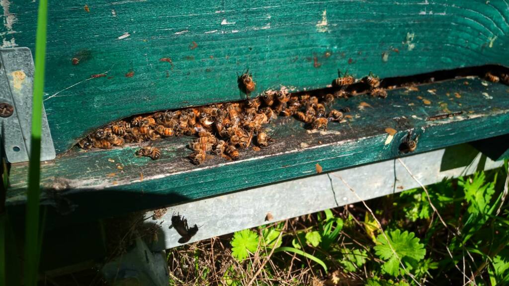 Maltempo, apicoltori lucani “in ginocchio”