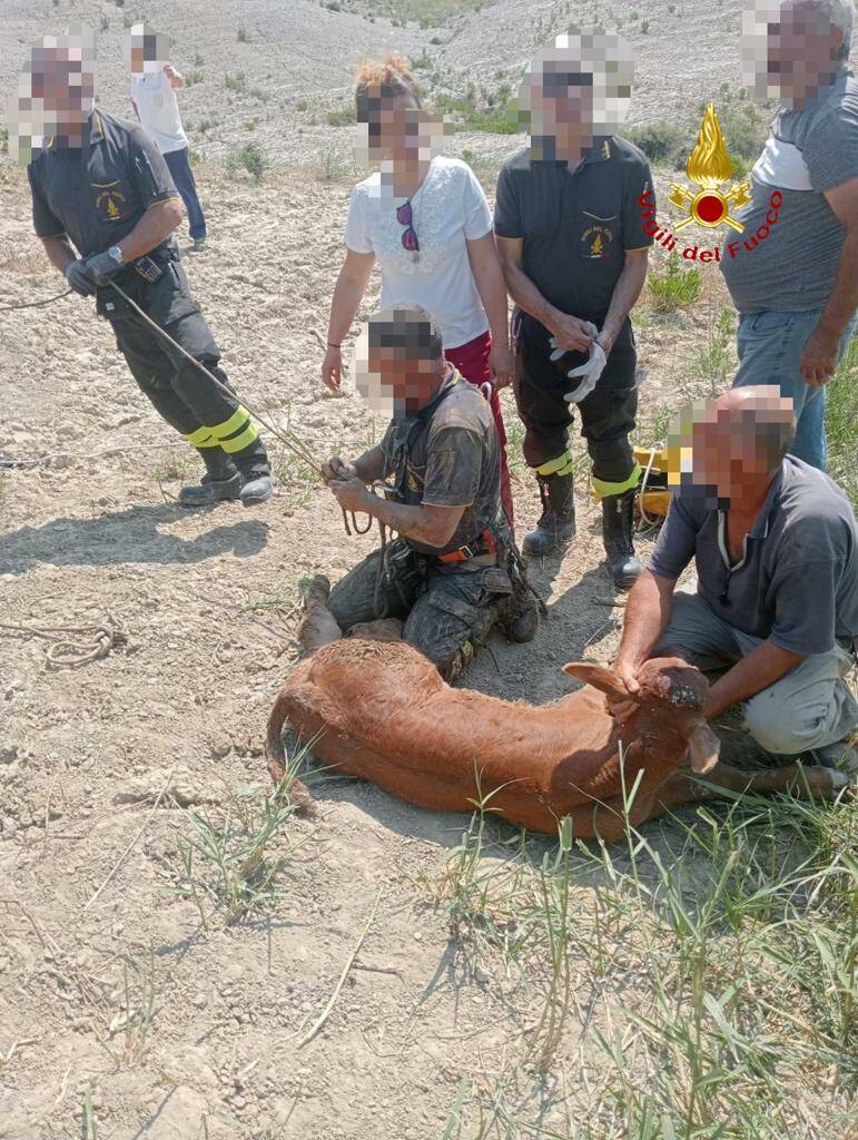 Animali cadono in una fossa dei Calanchi, portati in salvo dai Vigili del Fuoco