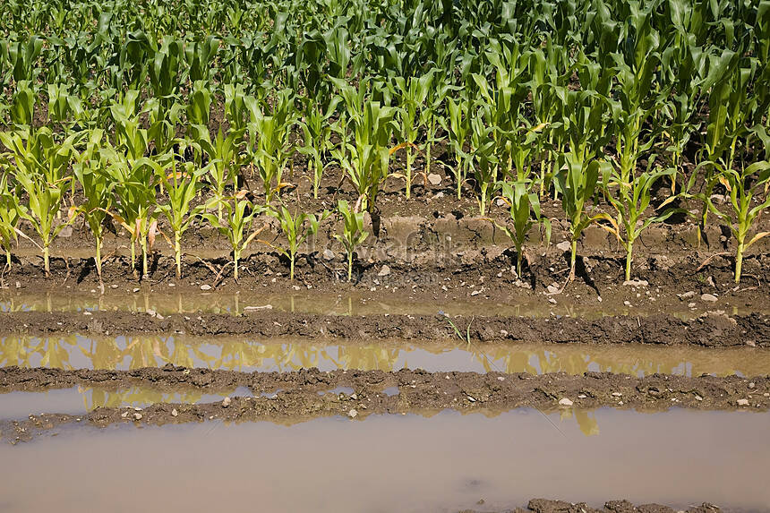 Cerealicoltura, l’allarme degli agricoltori: settore in ginocchio