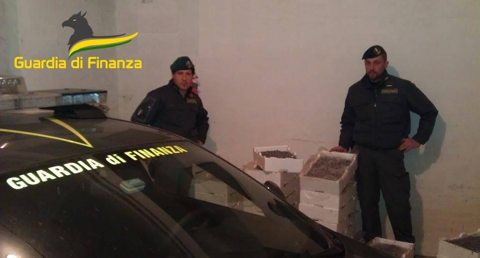 Guardia di Finanza di Matera sequestra due tonnellate di novellame