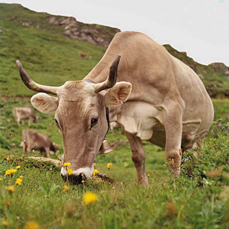 Al via Vivilucania, la tre giorni dedicata ai bovini di razza podolica