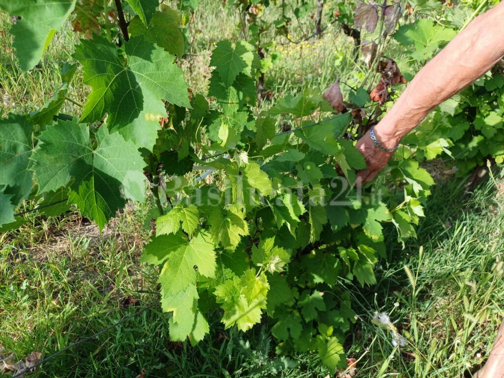 La peronospora ha fatto strage di vigne: “Niente vino e niente lavoro”