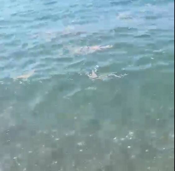 Denuncia stato balneazione spiaggia Castrocucco di Maratea: la segnalazione di una turista