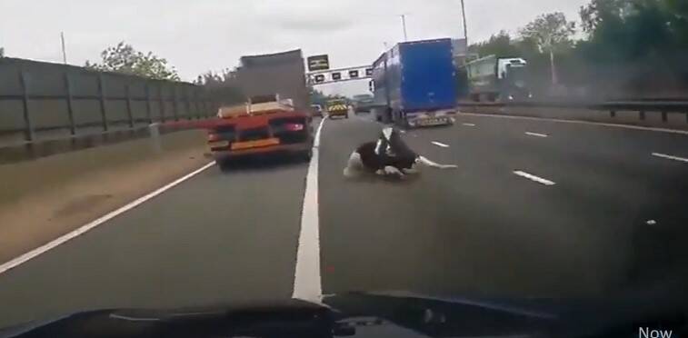 Tragedia sfiorata in autostrada: una mucca salta giù dal camion, gli altri tir la schivano per un pelo