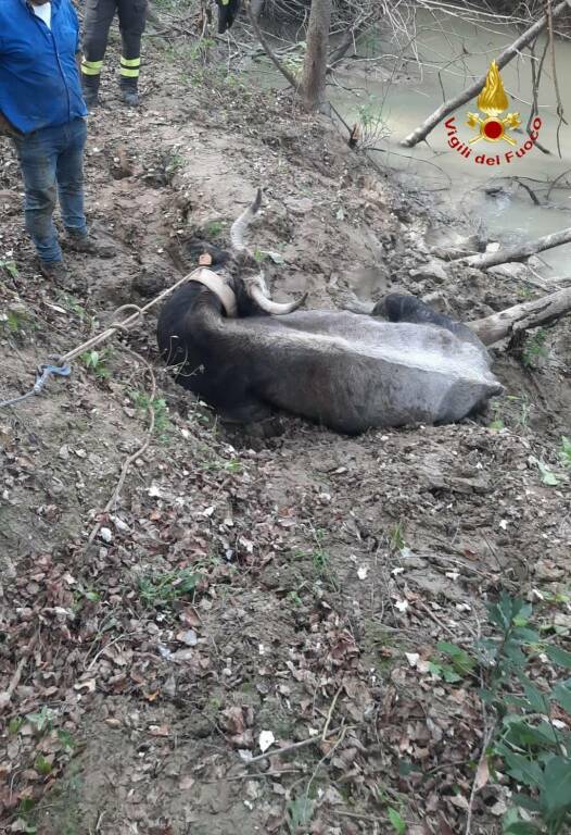 Mucca precipita nel fiume Basento, salvataggio dei Vigili del Fuoco
