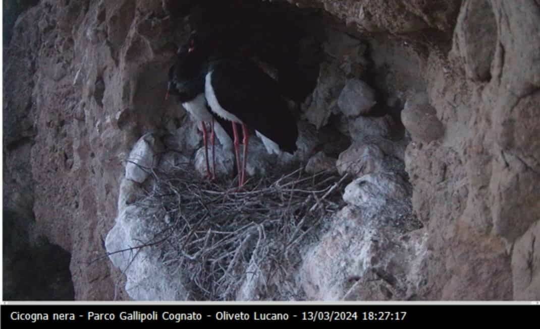 La cicogna nera sceglie Oliveto Lucano per costruire il suo nido, una web cam monitorerà la coppia di volatili