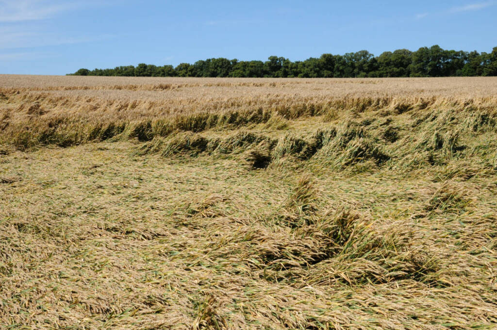 danni campo di grano