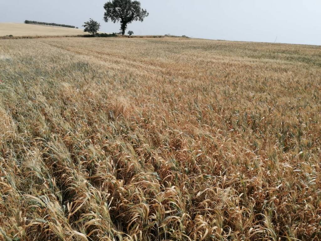 Crisi agricoltura, in Basilicata “vicini al punto di non ritorno”