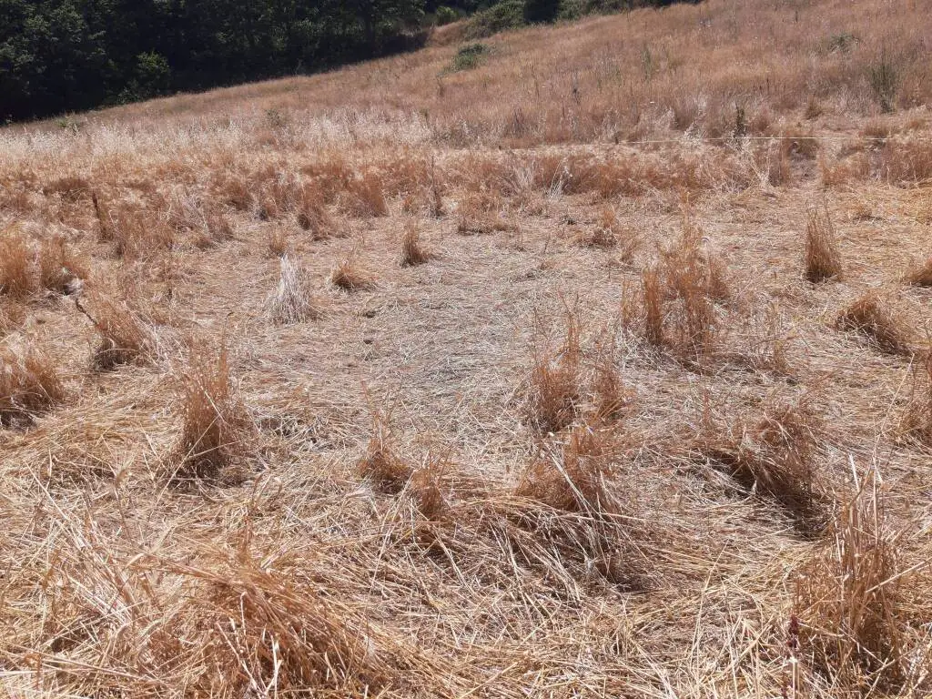 Cinghiali, danni ingenti a Pietrapertosa. Un agricoltore: ho perso tutto il grano