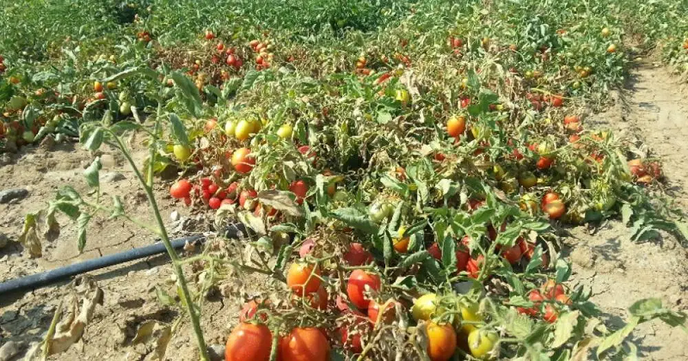 Basilicata, nell’area nord a rischio raccolta di pomodori